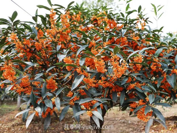 桂花樹為什么不開花？如何解決(圖1)