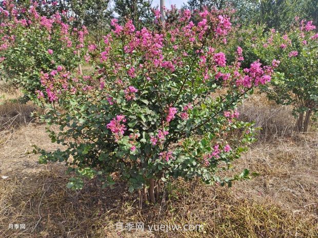 常用的紫薇樹(shù)種植方法和管理技巧(圖1)