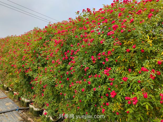 如何栽培讓薔薇花開更盛？(圖1)