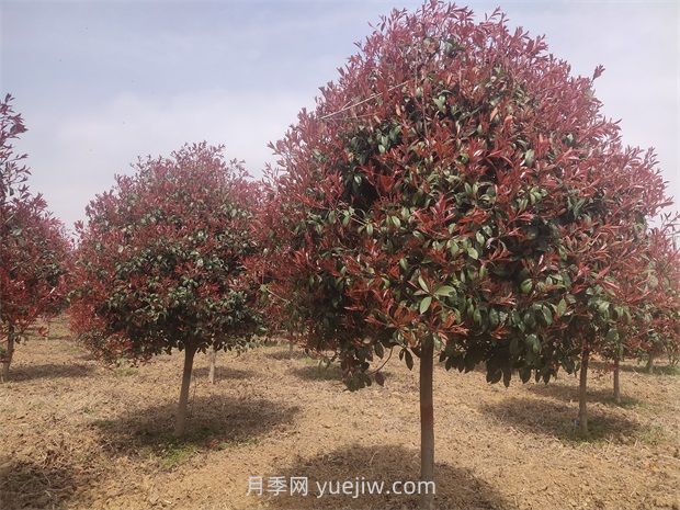 紅葉石楠可以修剪哪些造型？(圖1)