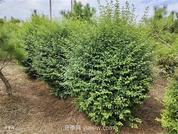 小葉女貞栽植都需要做什么？(圖1)
