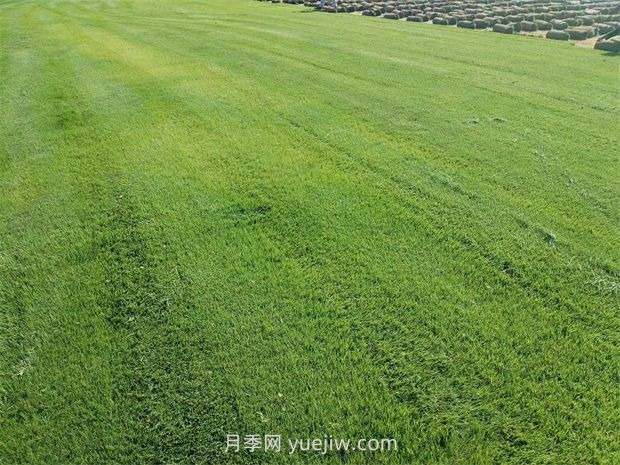 草皮種植適合什么地方？(圖1)