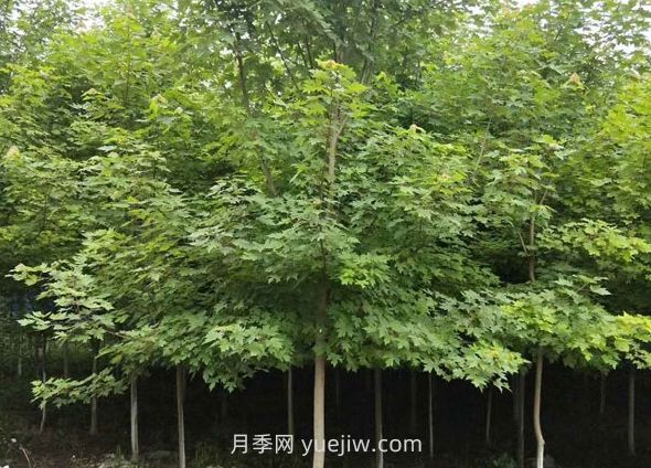 日本紅楓和美國(guó)紅楓哪個(gè)好，區(qū)別有什么？(圖1)