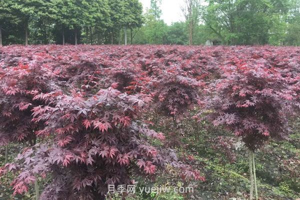 雞爪槭和紅楓的區(qū)別，四大不同之處(圖2)