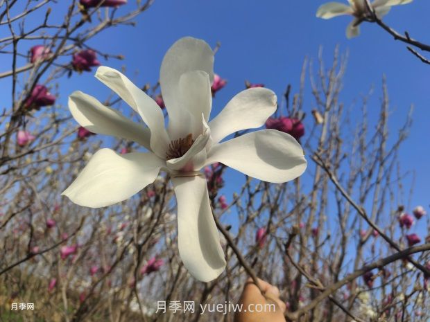 玉蘭花有什么顏色？帶你一起了解南陽(yáng)玉蘭花(圖1)