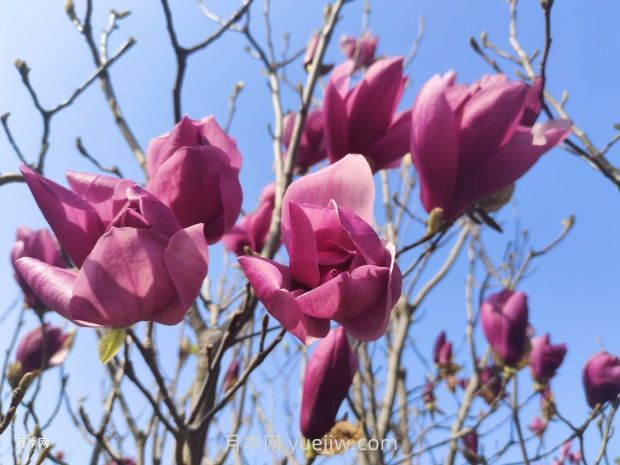 玉蘭花有什么顏色？帶你一起了解南陽(yáng)玉蘭花(圖2)