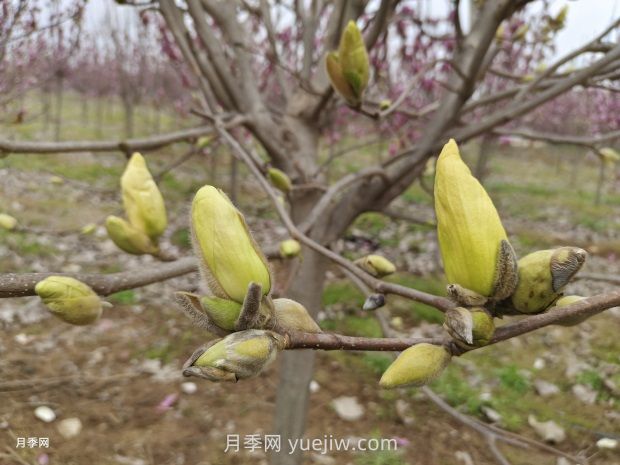 玉蘭花有什么顏色？帶你一起了解南陽(yáng)玉蘭花(圖3)
