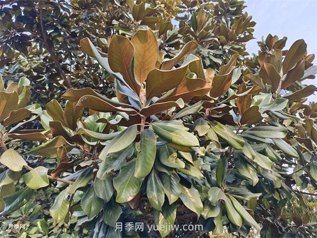 廣玉蘭是常綠樹還是落葉樹？(圖1)