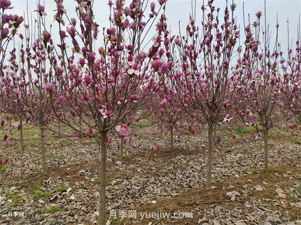 南陽南召：中國玉蘭之鄉(xiāng)花木分外香(圖1)