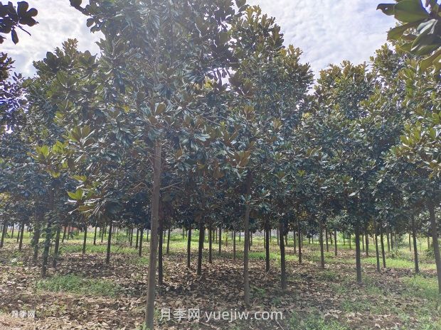 南陽南召：中國玉蘭之鄉(xiāng)花木分外香(圖2)