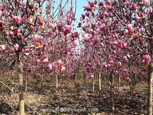 南陽南召：中國玉蘭之鄉(xiāng)花木分外香(圖3)
