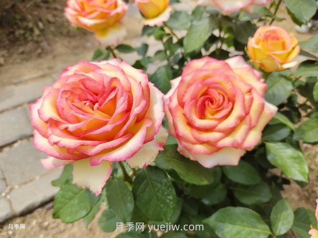 地栽山東月季花，現(xiàn)在施肥晚不晚？多用葉面肥效果更明顯(圖1)