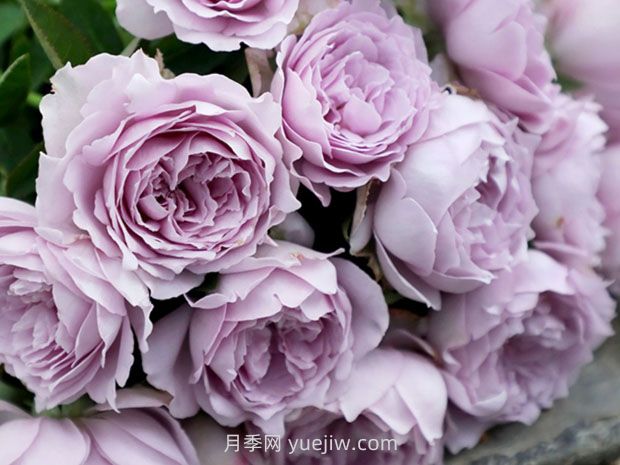 藍(lán)色陰雨月季，花開如瀑的藍(lán)紫色爬藤(圖2)