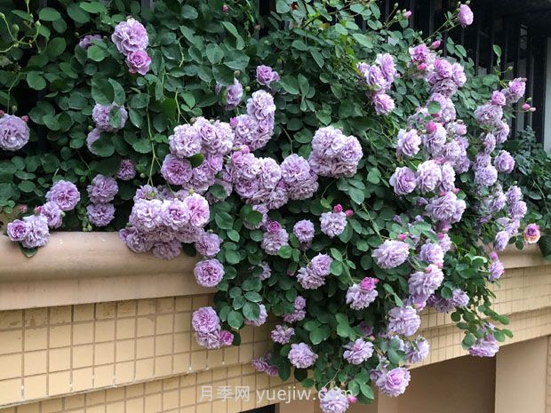 藍(lán)色陰雨月季，花開如瀑的藍(lán)紫色爬藤(圖3)