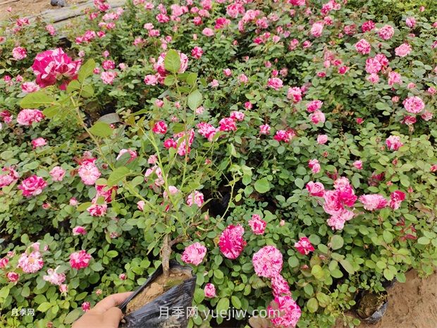 養(yǎng)月季要舍得施肥，多噴磷鉀肥，開花數(shù)量才會(huì)多(圖2)