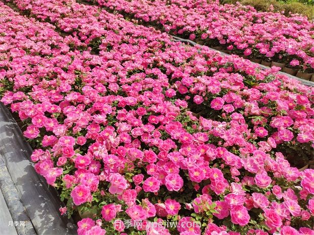 必知！地被植物的分類(圖1)