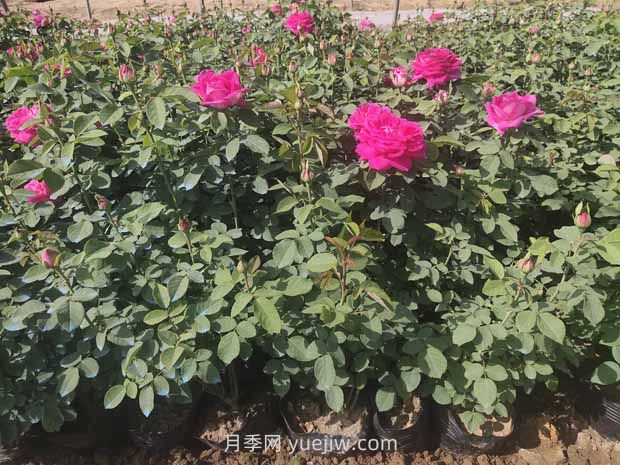 綠籬和苗圃除草那么難，怎么做才能事半功半？(圖2)