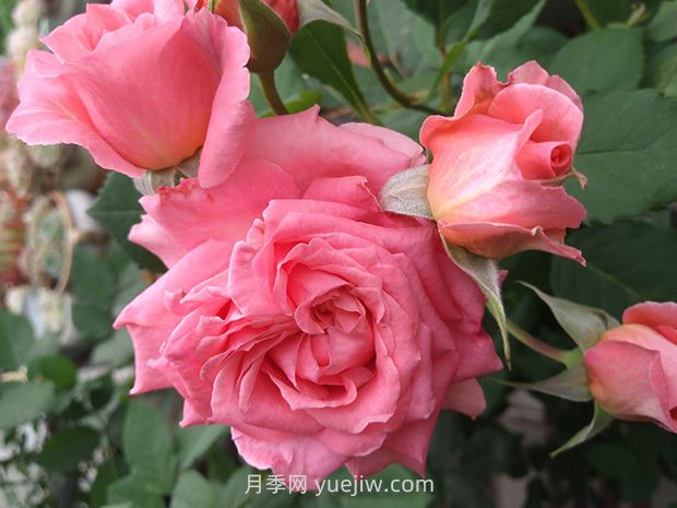 月季花珊瑚果凍，花大香濃四季勤開(kāi)皮實(shí)好養(yǎng)活(圖2)