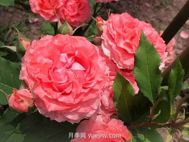 顏值超高耐熱品種適合兩廣的珊瑚果凍月季(圖2)