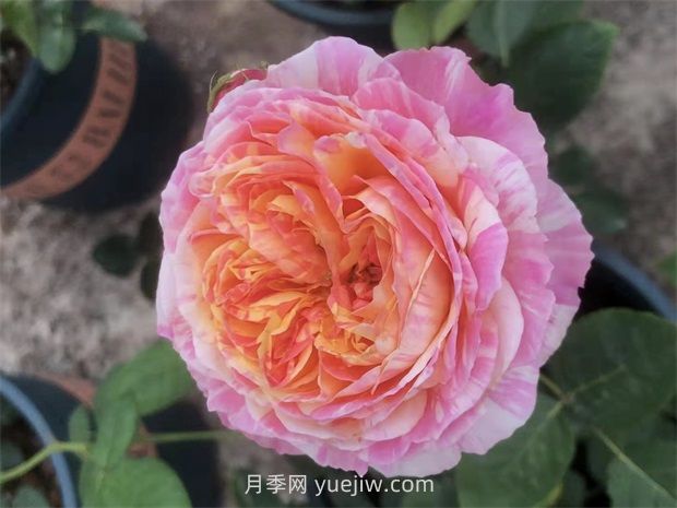抗病豐花耐熱，兩廣能種的油畫色調(diào)克勞德莫奈月季(圖1)