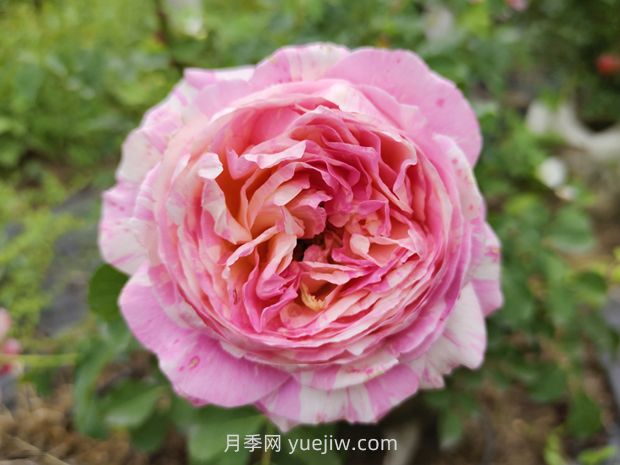 抗病豐花耐熱，兩廣能種的油畫色調(diào)克勞德莫奈月季(圖2)