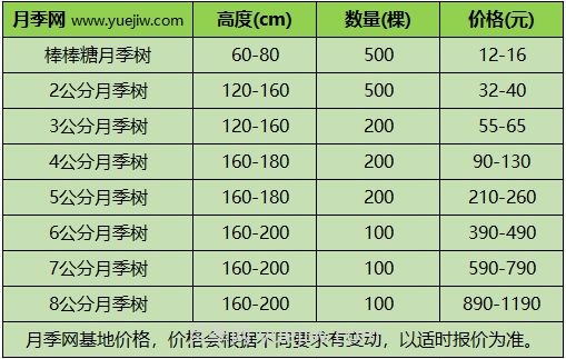 3公分月季樹多少錢？2025年樹狀月季新價格(圖1)