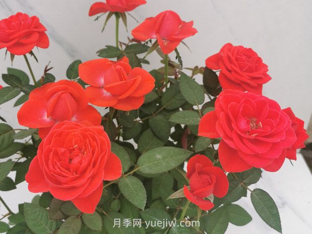 鳳凰布丁月季(圖1)