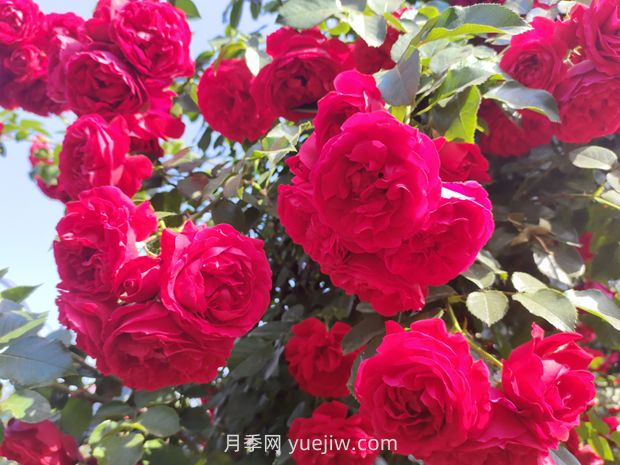 花開滿園，月季種植經(jīng)驗(yàn)分享(圖1)