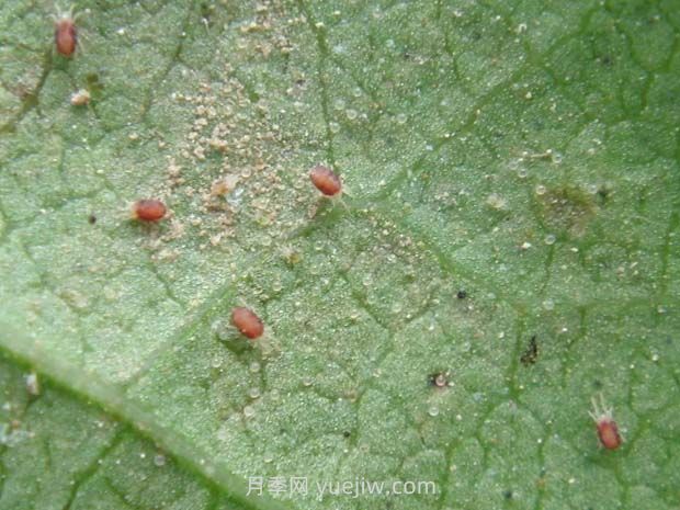 夏季月季高發(fā)的紅蜘蛛怎么有效預(yù)防？(圖1)