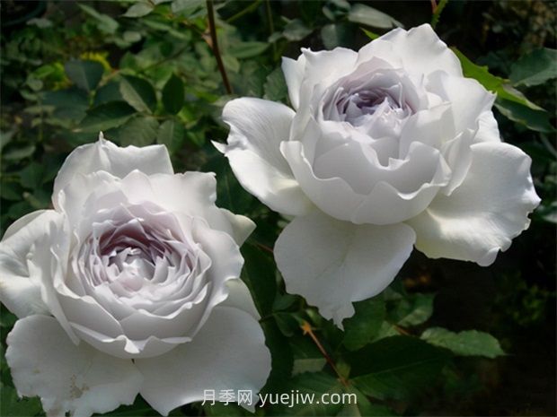 加百列大天使的優(yōu)缺點是什么？(圖1)
