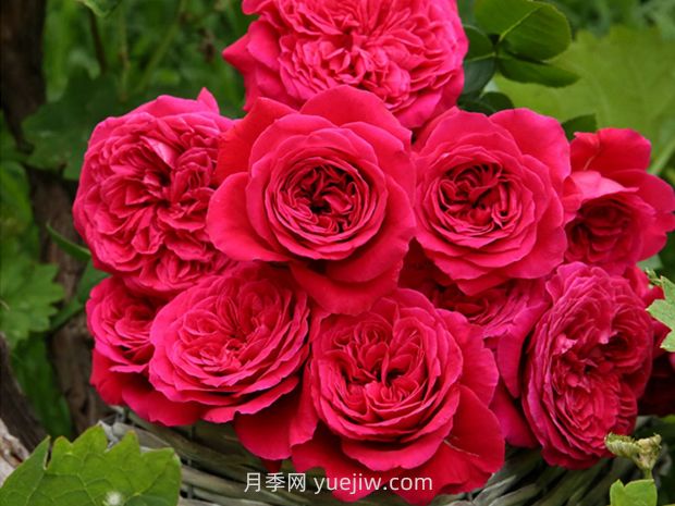 皇家胭脂月季的優(yōu)缺點是什么？(圖1)