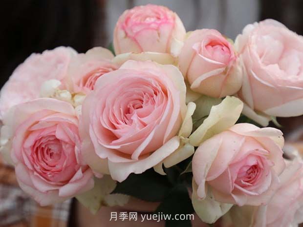 蒙娜麗莎月季的優(yōu)缺點是什么？(圖1)