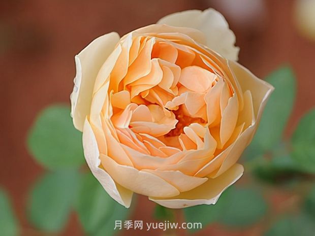 無名的裘德月季的優(yōu)缺點是什么？(圖1)