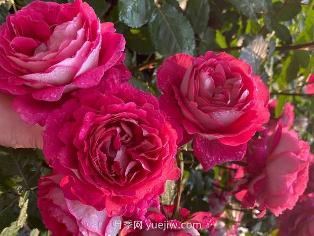 馬薩德醫(yī)生月季的優(yōu)缺點是什么？(圖1)