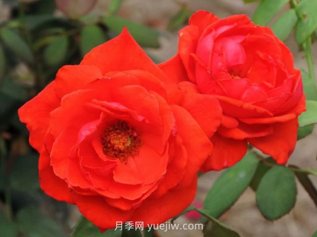 香云月季的優(yōu)缺點(diǎn)是什么？(圖1)