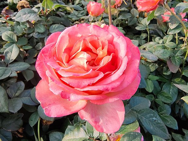 彩云月季花的優(yōu)缺點(diǎn)是什么？(圖1)