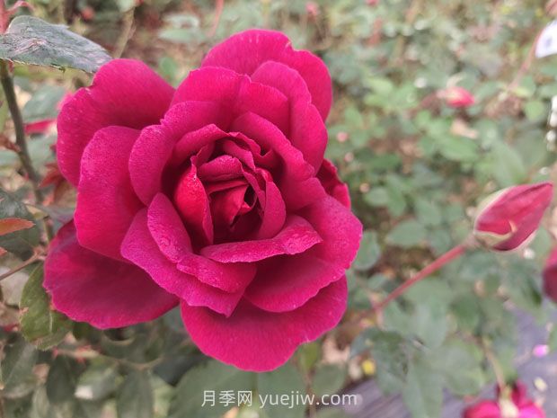紫荷月季的優(yōu)缺點是什么？(圖1)