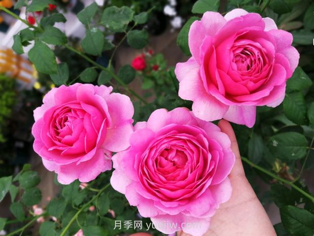 肯特公主月季的優(yōu)缺點是什么？(圖1)