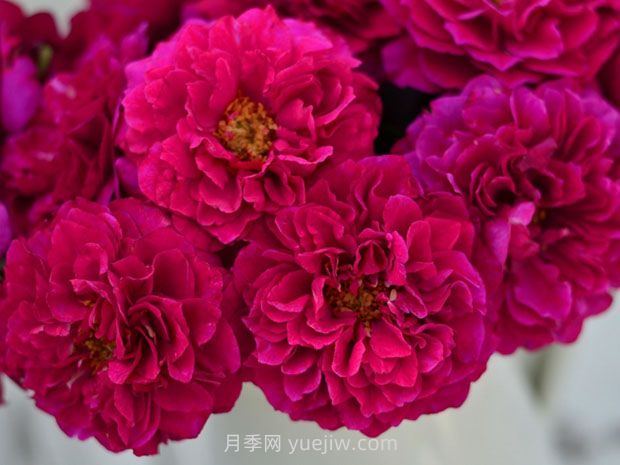 暮光之城月季的優(yōu)缺點(diǎn)是什么？(圖1)