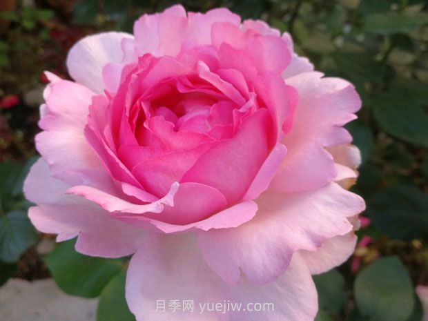 伊芙貴族香水月季的優(yōu)缺點(diǎn)是什么？(圖1)