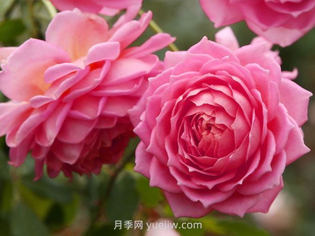 銀禧慶典月季的優(yōu)缺點是什么？(圖1)
