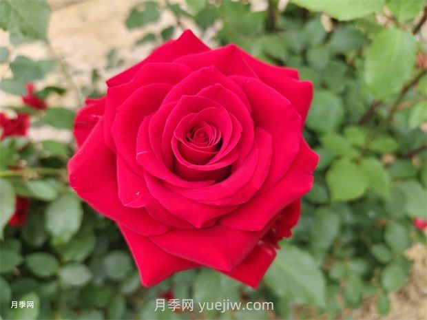 莎薩九零月季的優(yōu)缺點(diǎn)是什么？(圖1)