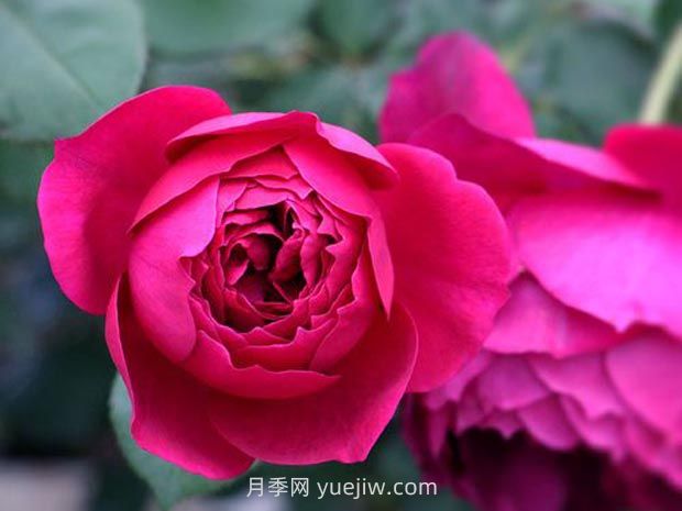 秋日胭脂月季的優(yōu)缺點是什么？(圖1)