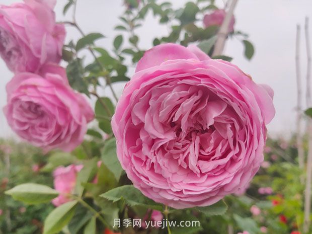 分享18種我種過的藤本月季的優(yōu)缺點(diǎn)(圖3)