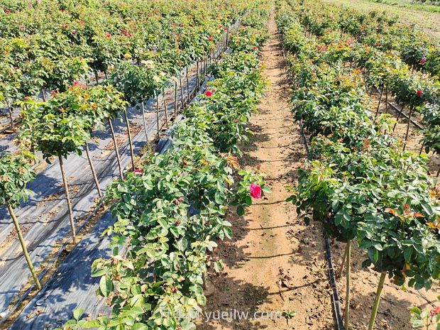 夏天月季施肥注意這3點，否則很容易黑桿(圖2)