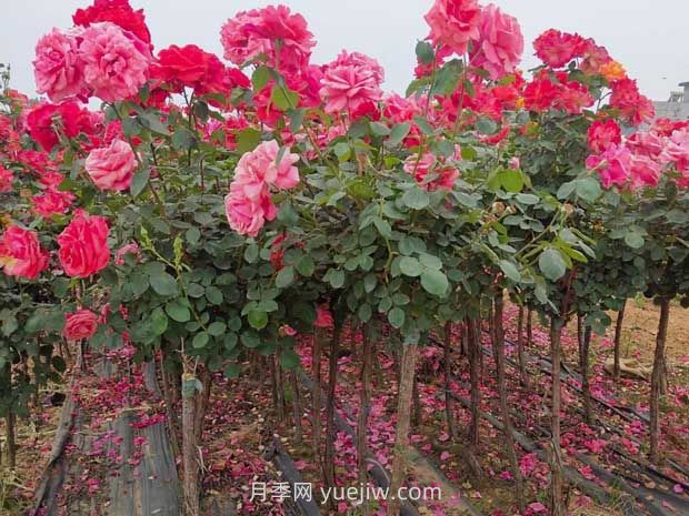 種植樹(shù)狀月季，做好這五步就能一樹(shù)繁花，香氣襲人(圖2)