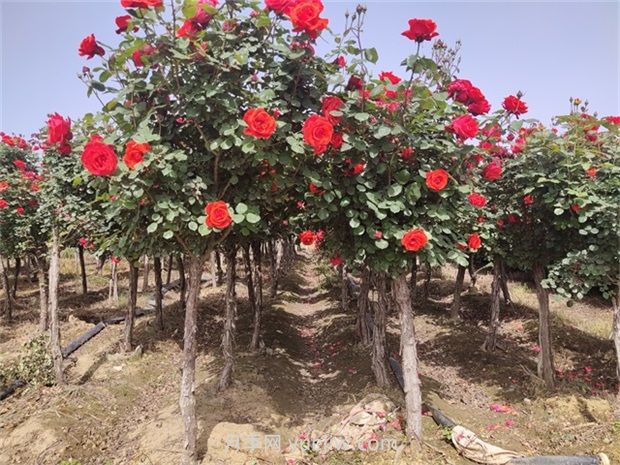 南陽樹狀月季開花少的原因有哪些？(圖1)