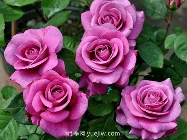 冥王星月季的優(yōu)缺點(diǎn)是什么？(圖1)