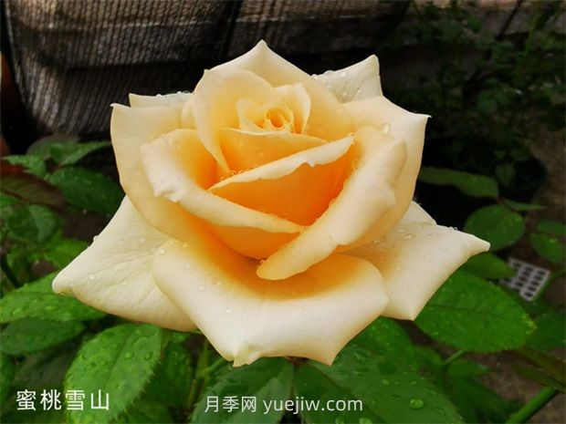 蜜桃雪山月季，高貴的一款切花月季(圖1)