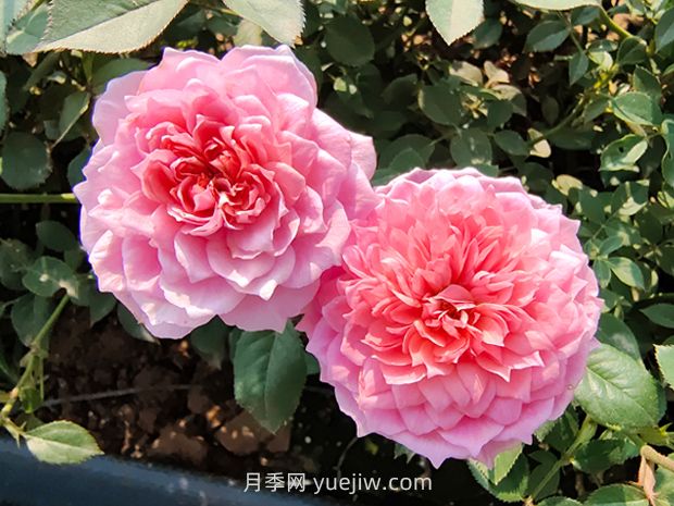 鈴之妖精月季怎么樣，有哪些優(yōu)缺點(diǎn)？(圖1)